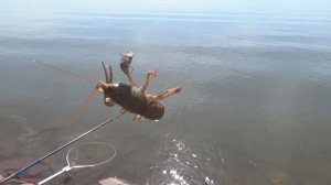 Нашатали лещей... Но раки в море есть...