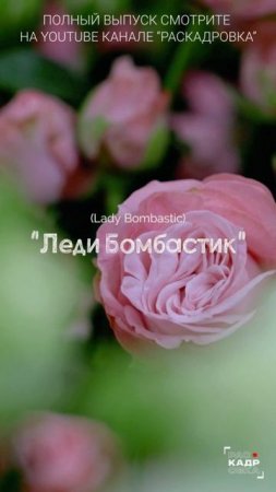 А какой ваш любимый цветок? А сорт?

Полный выпуск смотрите на канале "Раскадровка"