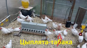 Цыплята табака. Птицеводство со вкусом!