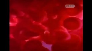 Почему белый хлеб вреден для здоровья