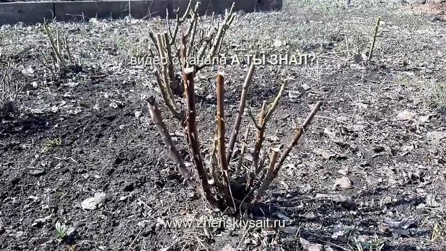 САДОВЫЕ РОЗЫ 6 обязательных действий ВЕСНОЙ