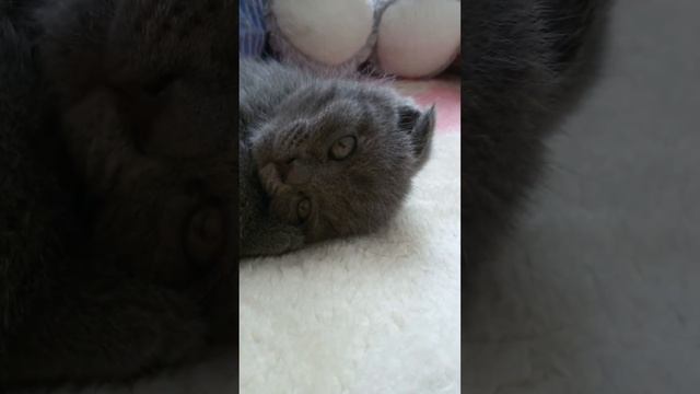 Плюшка и подушка! смотреть онлайн