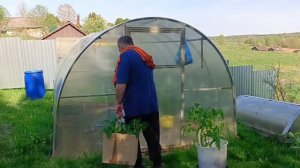 Сажаем помидоры 😀потому что кушать хочется😂.Кусаются клещи ,пью антибиотик😧