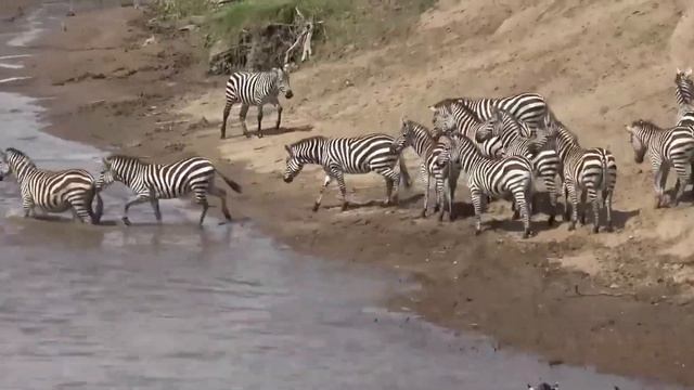 Уничтожил За Секунду / Редкие Битвы Животных, Снятые н? смотреть онлайн