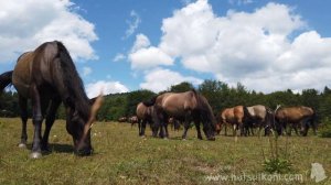 Карпати, коні, табун, звуки природи, slo-mo відео для рела?