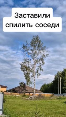 Соседи заставили спилить дерево рядом с соседским забором