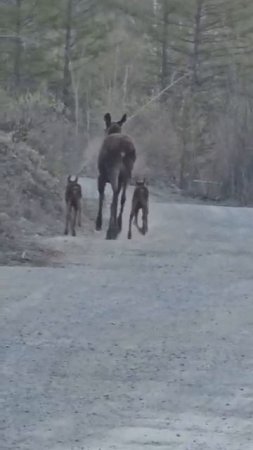 Семья лосей в Амурской области