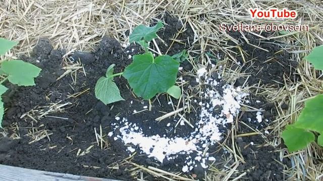 САЖАЕМ ОГУРЦЫ ПО НОВОМУ. .КАК ПРАВИЛЬНО САЖАТЬ ОГУРЦЫ. .ЗАЩИТА ОТ МЕДВЕДКИ.. ДРОЖЖЕВАЯ ПОДКОРМКА