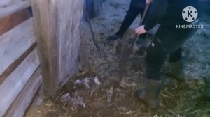 Жизнь в селе#Казахстан#Выгоняем лошадей.Убираем за дв?