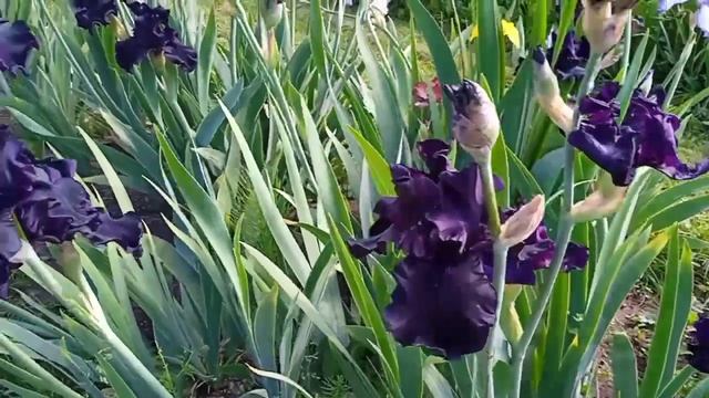 От Айгуль:бал ирисов.Москва,2024 смотреть онлайн