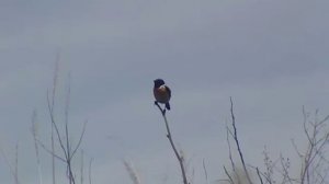 Unknown bird. Help identify it please - Незнакомая птица, помогите определить, пожалуйста