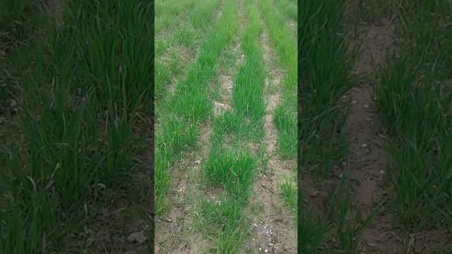 Бадумболи касе бош ки думболи тубошад смотреть онлайн