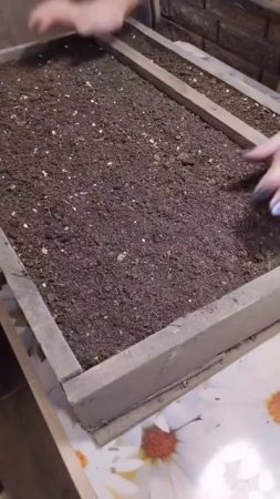 Как мы сеем семена овощей 🌱🌱🌱