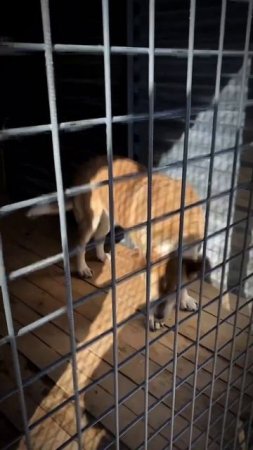 Несколько лет назад Рейчел подрали в вольере