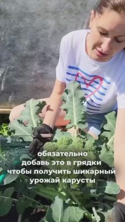 Как получить шикарный урожай капусты!