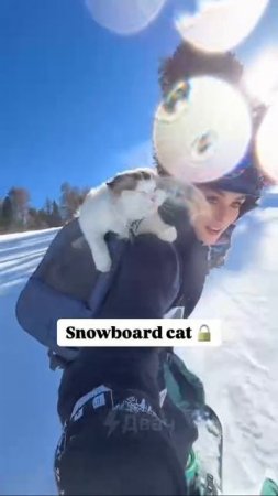 КОШКА-СНОУБОРДИСТКА