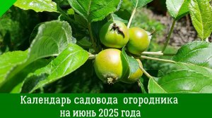 Подробный ПОСЕВНОЙ КАЛЕНДАРЬ НА ИЮНЬ 2025. Что и когда посеять в июне по лунному календарю
