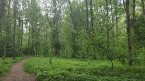 ПТИЦЫ поют в ДУБКАХ