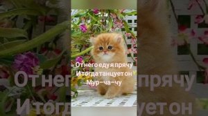 Караоке со словами песня 🎵"Мурчача".😽