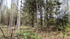 Земельный участок в Сиверской