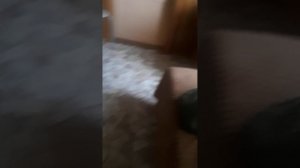 басики просыпаются😘🥓😚