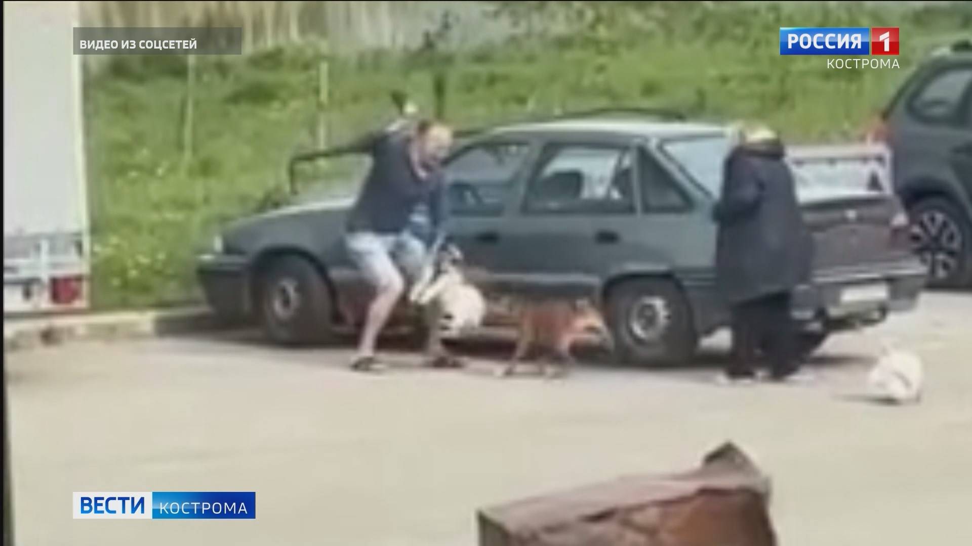 Агрессивный бойцовский пес навел жути в Костроме