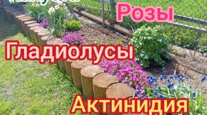 ДВЕ ХОЛОДНЫЕ НОЧИ/ВЫСАДИЛА КАПУСТУ/МЕНЯЮ РОЗЫ/ПОСАДКА ГЛАДИОЛУСОВ/С АКТИНИДИЕЙ ПРОБЛЕМА.26.05.25г