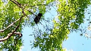 долгий видос про срывчанский