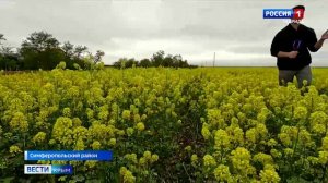 В Крыму начался период цветения маков.