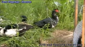 Село Надежда - Имение  2015 май