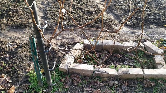 23 декабря 2023 г. Виноград Століття Херсон 👍🍇🇺🇦 смотреть онлайн