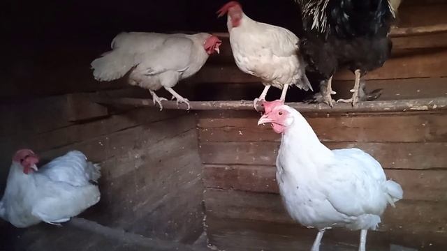 Курица с цыплятами переехали в курник а заводские бел