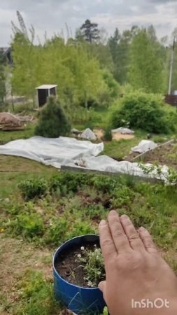 готовлюсь к заморозкам
