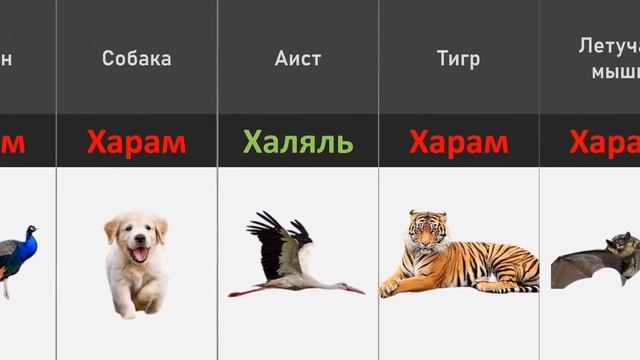Халяль И Харам Мясо В Исламе | Мыслитель