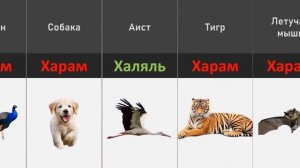 Халяль И Харам Мясо В Исламе | Мыслитель