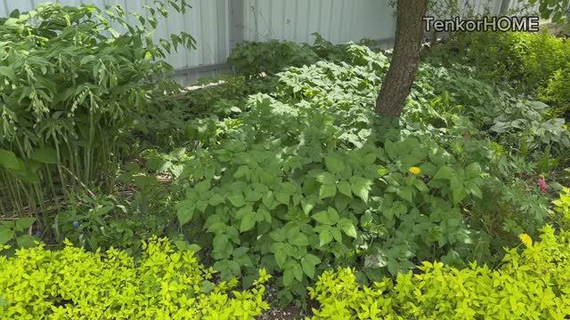 Как избавиться от сныти навсегда! смотреть онлайн