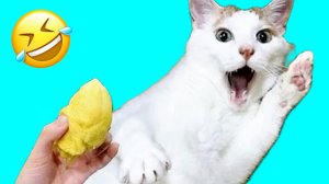 ПРИКОЛЫ С КОТАМИ😹 СМЕШНЫЕ КОТЫ И СОБАКИ🐶😹 СМЕШНОЕ ВИДЕО С ЖИВОТНЫМИ, ЮМОР #17