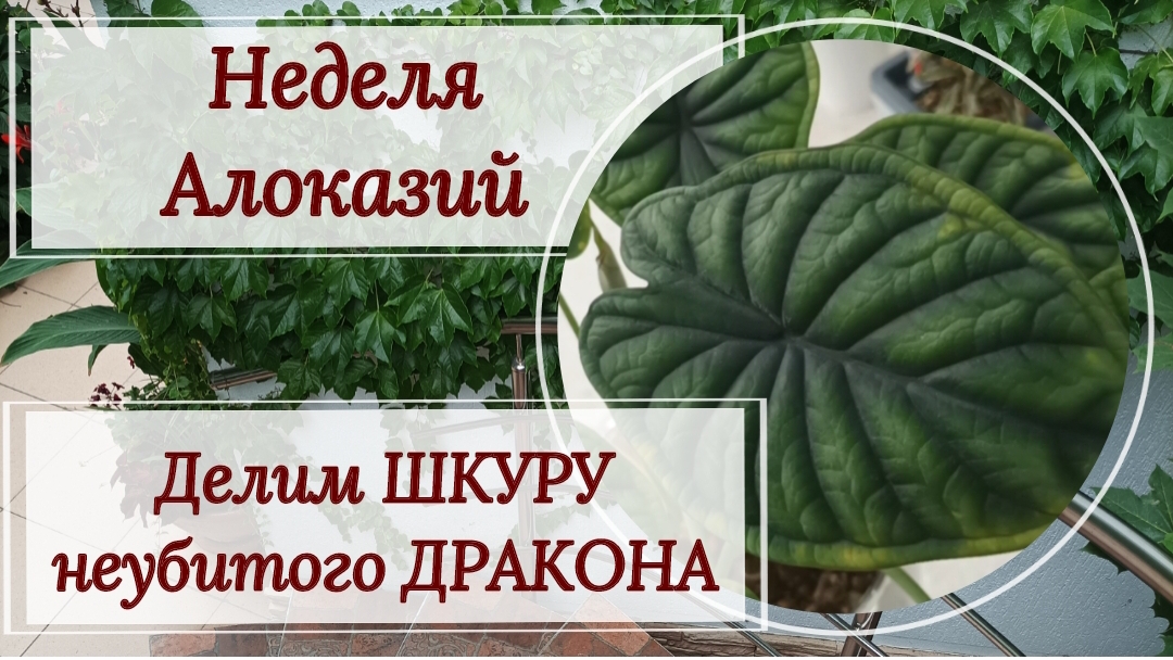 Неделя алоказий. Делю ШКУРУ неубитого ДРАКОНА.