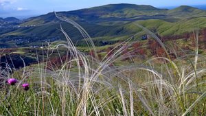 Крым, седой от ковыля.