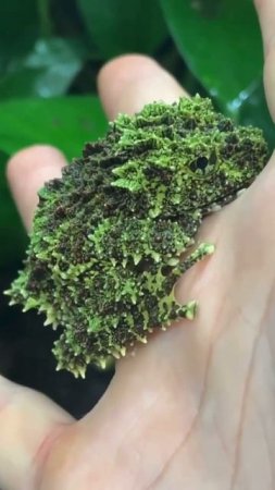 Мшистая лягушка