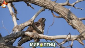 Мир птиц – красота и грация пернатых созданий Природы 🦩🦚🦜 Выпуск (160) 🦉🐦🐤