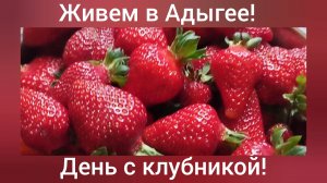 Переехали в Адыгею/Наша южная клубника Азия/Первый крупный сбор/