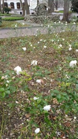 16ое декабря Севастополь Розы цветут