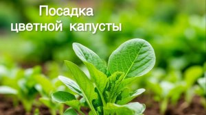 Сажаю рассаду цветной капусты в открытый грунт | вирус пестролепестности тюльпанов