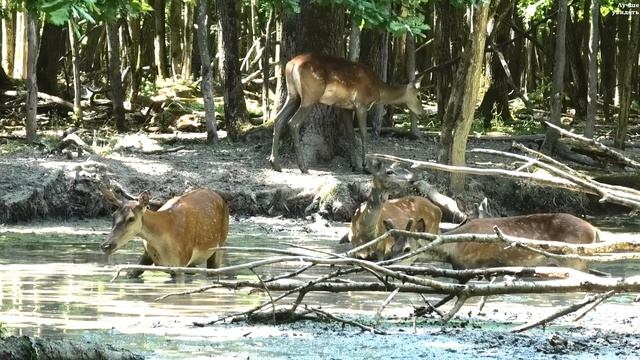 Олени купаются в болоте, а пить уже нечего || Red Deer bathe in a swamp