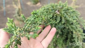 Можжевельник обыкновенный Грин Мантл😍Посмотрим на м