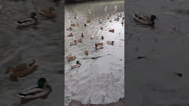 Утки в городе Суздаль