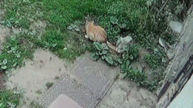 Рыжая кошка меня не боится, пришла поесть ПОДПИШИСЬ
