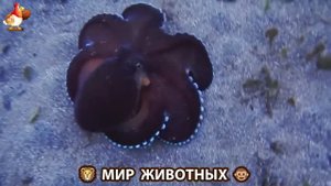 Животный мир планеты – красота и грация созданий Природы 🦁🦚🐵 Выпуск (70) 🐻🦉🦝