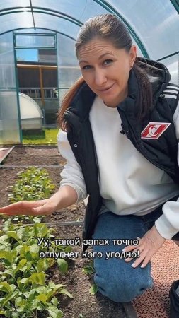 Борьба с крестоцветной блошкой на редисе